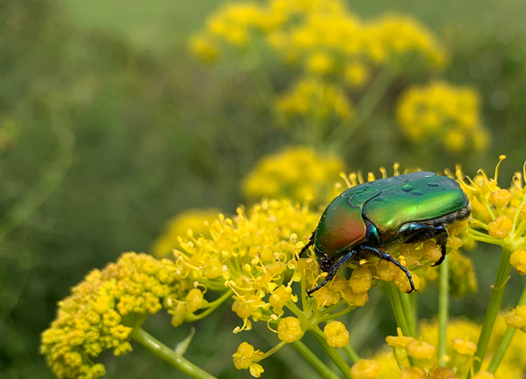 חיפושית נחושתית הקוצים | צילום: צביה אלגלי