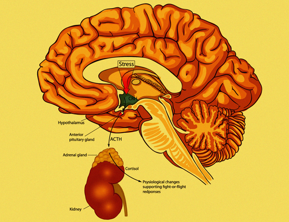שיתוף פעולה בין מערכת העצבים למערכת האנדוקרינית. אזורים במוח ובלוטת יותרת הכליה המעורבים בתגובת דחק | איור: Shutterstock