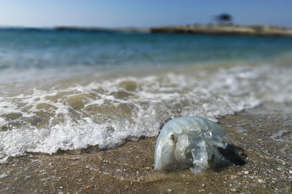 הגיעה בחסות האדם שחפר את תעלת סואץ ואיפשר לה לחדור לים התיכון. מדוזה חוטית נודדת | צילום: Shutterstock