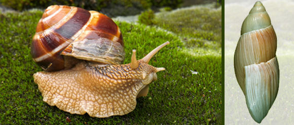 החילזון E. rosea (מימין) הובא להוואי כדי לחסל את החילזון האפריקאי (משמאל) אף הכחיד מינים אחרים | צילום: Shutterstock