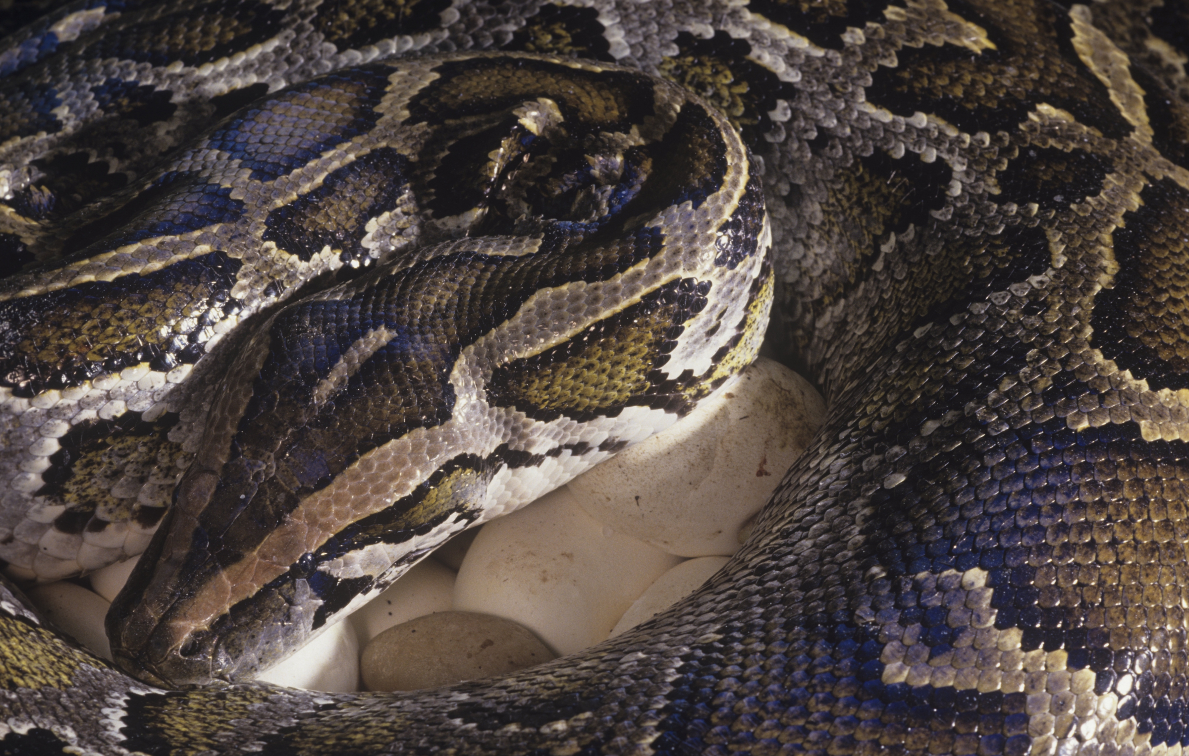 בפלורידה מעודדים ציד שלהם כדי להגן על מינים שהם מסכנים. פיתון בורמזי | צילום: Science Photo Library