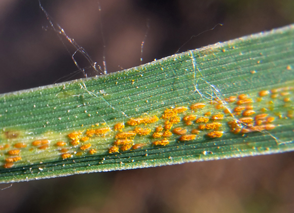 חלפו 30 שנה מגילוי הגן לעמידות עד לזיהוי מנגנון הפעולה המגן על הצמחים. פטריית החילדון הצהוב בחיטה | צילום: Shutterstock