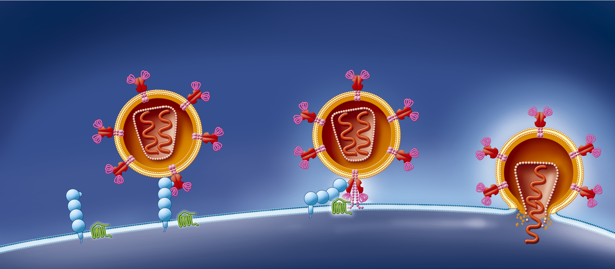 חלבון CCR5 (ירוק) צמוד לקולטן (כחול) מאפשר לנגיף HIV לחדור לתא T מסייע | איור: Science Photo Library