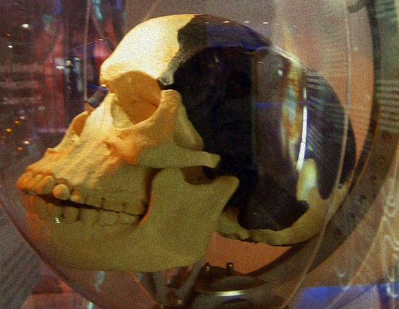 הזיוף שנותר כהערת שוליים בחקר תולדות האדם. גולגולת פילטדאון | מקור: ויקיפדיה