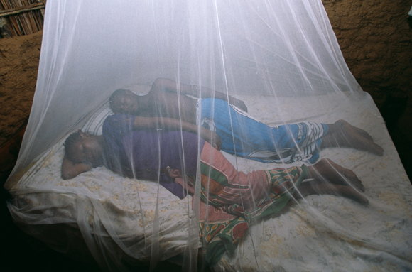 עד שיימצא חיסון, כילות מספקות את ההגנה היעילה ביותר מפני היתושים והמלריה | צילום: Science Photo Library