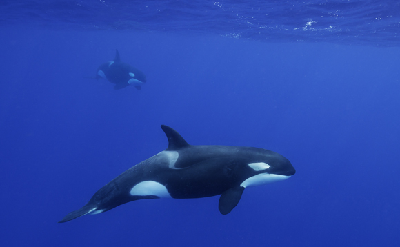 קטלן | Shutterstock