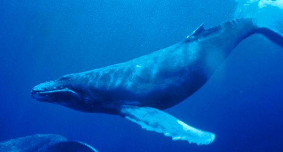 לויתן גדול סנפיר | NOAA