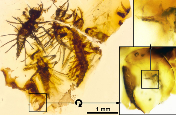 הענבר עם הזחלים והביצים שבתוכו | מתוך המאמר
