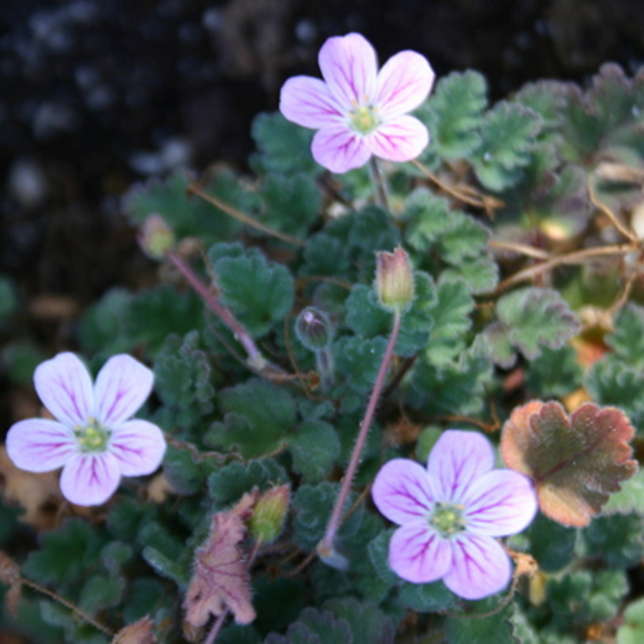 תמונת צמח פורח.קרדיט: איתן קריין | Scientific American