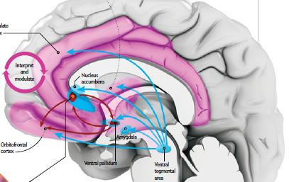 איור של המוח ושל מסלולים עצביים הקשורים לעונג ולאושר. קרדיט: איור מאת AXS סטודיו לאנימציה ביו-רפואית | Scientific American