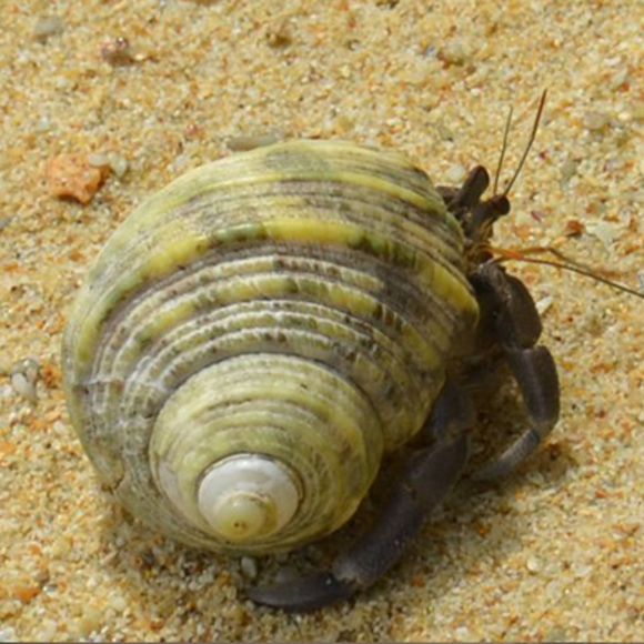 תמונת סרטן נזיר בקונכיה. קרדיט: איתן קריין | Scientific American