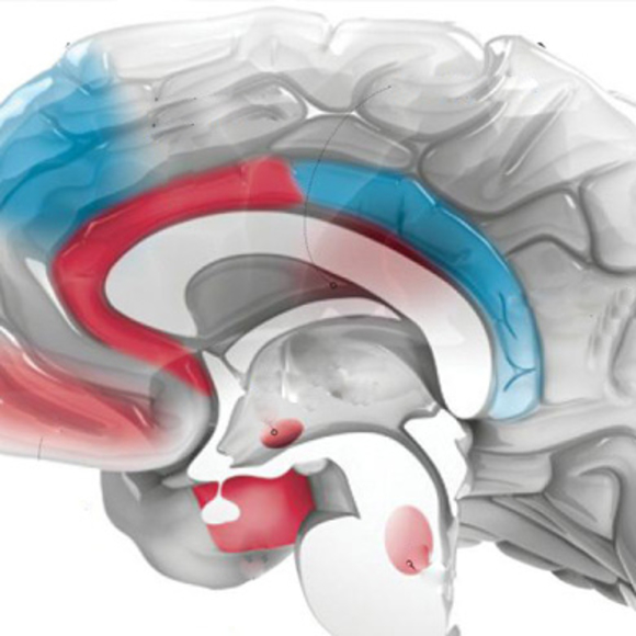 איור של המוח.קרדיט: AXS סטודיו להנפשות ביו-רפואיות | Scientific American