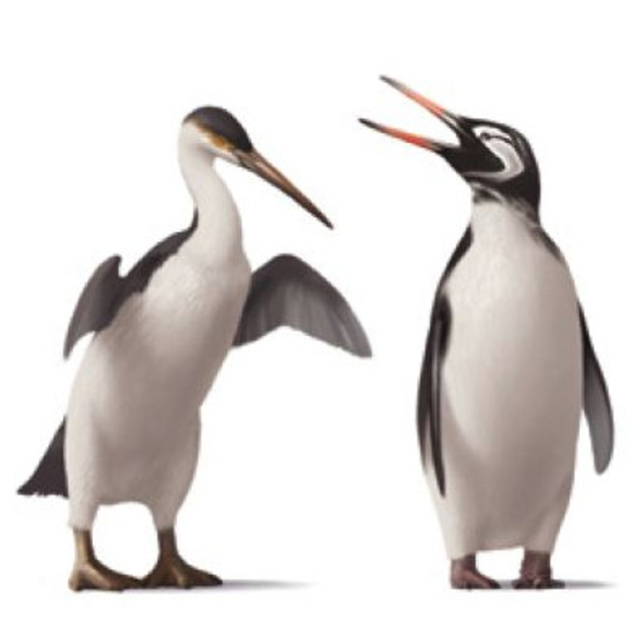 איור של פינגווינים.קרדיט: סטפני אברמוביץ | Scientific American