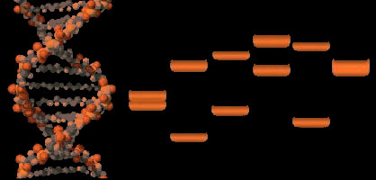 איור סליל דנ"א.קרדיט: גטי אימג'ס | Scientific American