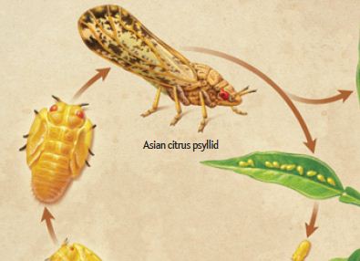 איור כנימת ההדרים האסייתית.קרדיט: שרי סינן | Scientific American