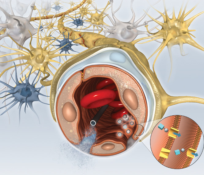איור פעילות מחסום הדם-מוח.קרדיט: אמילי קופר | Scientific American