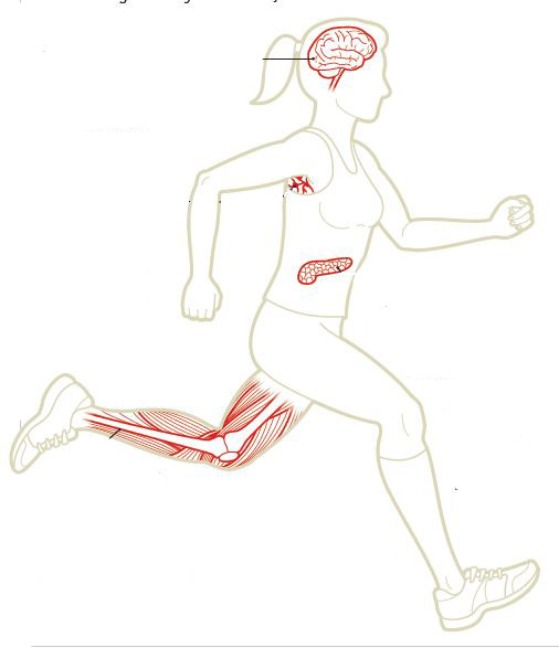 איור אישה רצה והאיברים שמושפעים לטובה מפעילותה. קרדיט: בראון בירד דיזיין | Scientific American