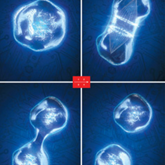 איור תא מתחלק בהדמיית מחשב. קרדיט: אנדרה קוטשראור |  Scientific American