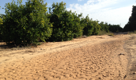 הזרימה תלויה בסוג הקרקע. סימני זרימת המים אל בריכת החורף ברחובות ניכרים בקרקע החולית | צילום: יובל רוזנברג