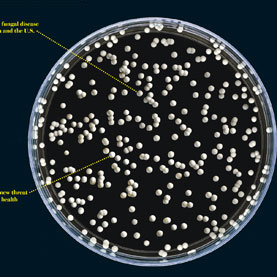 תמונת תרבית פטריות.קרדיט: זַכַּארי זַוִויסְלַאק | Scientific American