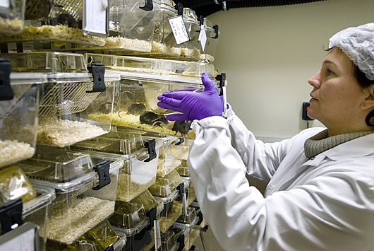 מחפשים אצל עכברים. כלובי עכברים טרנסגניים המשמשים לקחר אוטיזם במכון פסטר, פריז | צילום: Science Photo Library