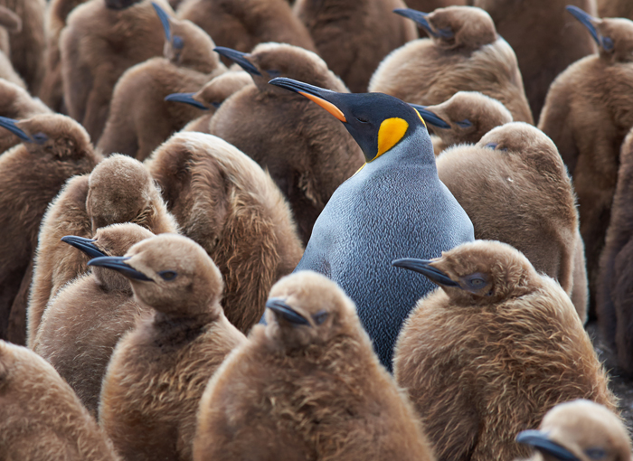 מסוגלים לשחות 350 ק"מ כדי להביא מזון, אבל גם זה עלול שלא להספיק. פינגווין מלכותי עם אפרוחים | צילום: Shutterstock