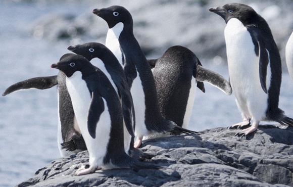 מושבה גדולה שהתגלתה באחרונה מעוררת תקווה למצוא בית חדש גם למינים בסיכון. פינגווין אדלי | צילום: Shutterstock