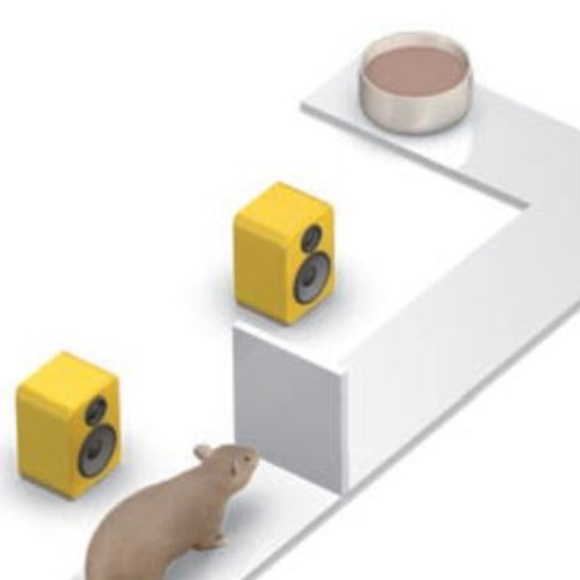 איור חולדה במבוך.קרדיט: אן מ' גרייביל |  Scientific American