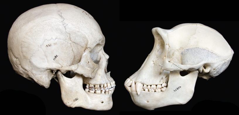 תמונת גולגולות אדם מישירה מבט אל גולגולת של שימפנזה.קרדיט: Scientific American | INGO ART Getty Images