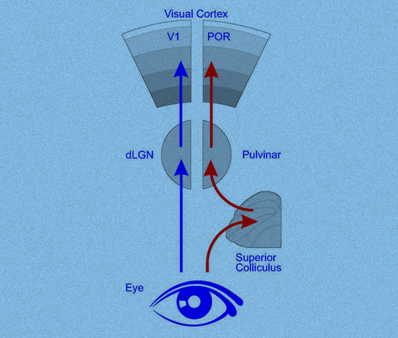אזורי הראייה במוח העכבר. המסלול הרגיל מסומן בכחול, והמסלול החלופי שגילו החוקרים - באדום | מקור: SCANZIANI LAB / UCSF
