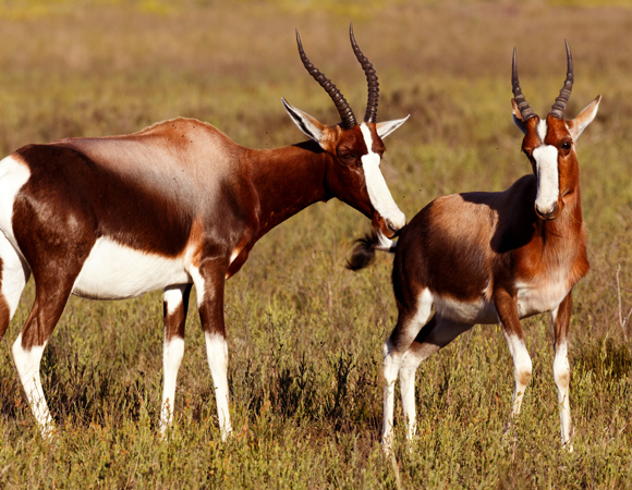 ייתכן שהריח של בעלי החיים משקף את המגוון הגנטי ב-MHC שלהם. אנטילופות בונטבוק מריחות זו את זו | צילום: Shutterstock