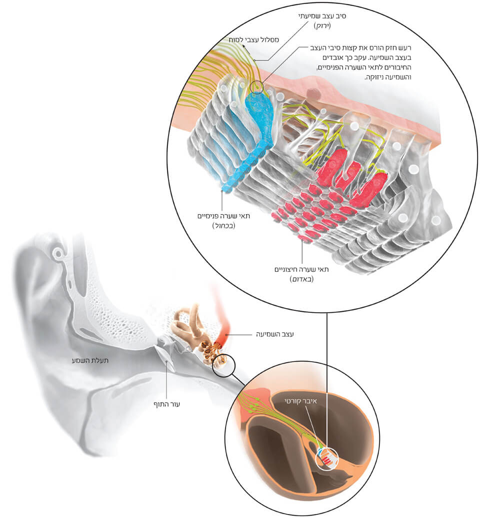 איור של תעלת השמע, האוזן הפנימית.קרדיט: בריאן כריסטי | Scientific American