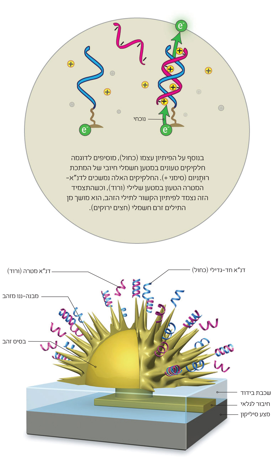 גרף של ננו - חיישן. איור: דייזי צ'אנג (עיגול פנימי) וג'ורג' רֶטסֶק (חיישן-ננו) | Scientific American