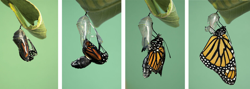 צילום של פרפר בתהליך התנשלות הנשלט על ידי ההורמון אקסידון, שלא תפקיד מפתח במתגים גניים. צילום: ספטן קרסמן, סיינס סורס | Scientific American