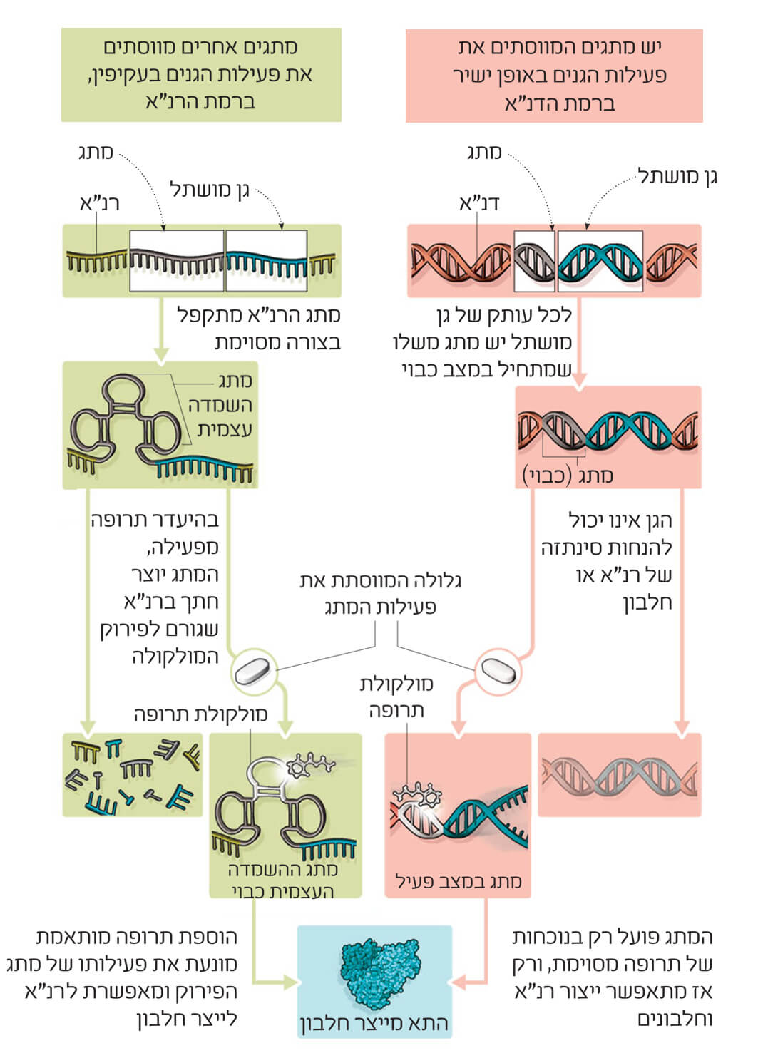 כיצד זה פועל: שתי אסטרטגיות לבקרת פעילות גנים באמצעות גלולות. איור: טומי טולפה | Scientific American