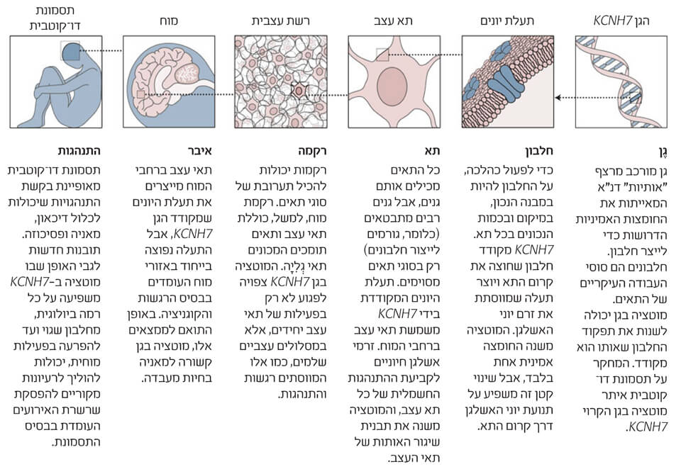 איור כיצד מוטציות גנטיות גורמות למחלות. קרדיט: אמנדה מונטנייז | Scientific American