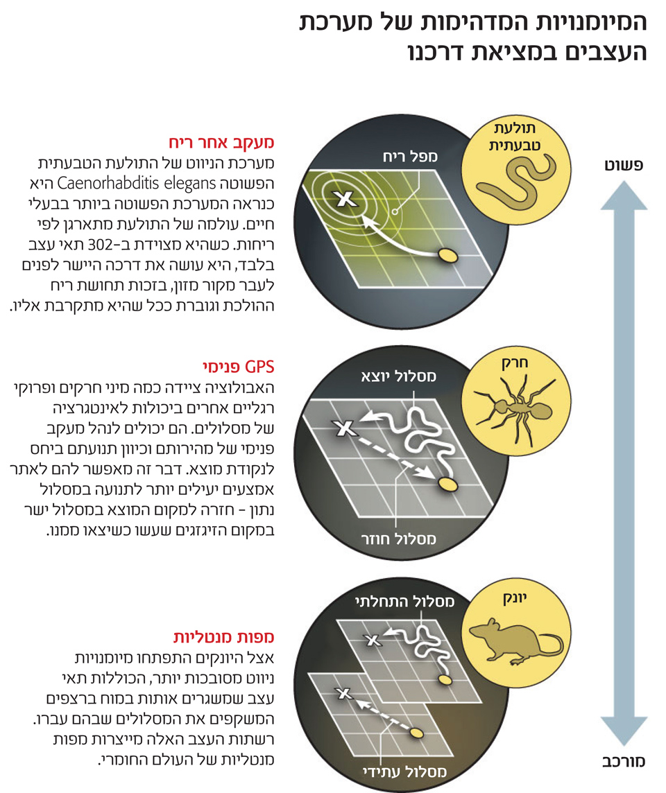 Scientific American | היכולת של מערכת העצבים למצוא את מיקומנו. איורים -ג'ון קריסטיאנסן