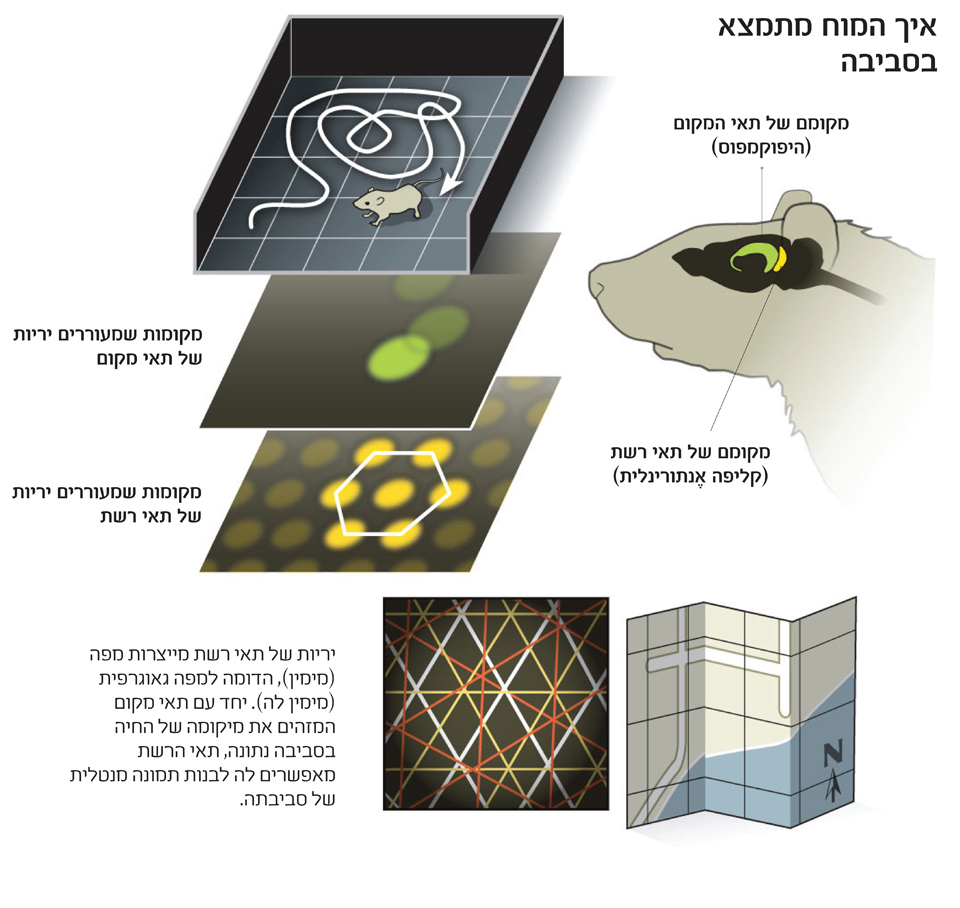 אינפוגרפיקת איך המוח מתמצא בסביבה, תאי המיקום | Scientific American