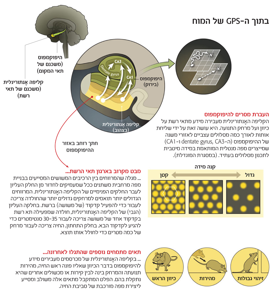 אינפוגרפיקת סיכום מבנה הGPS של המוח | Scientific American