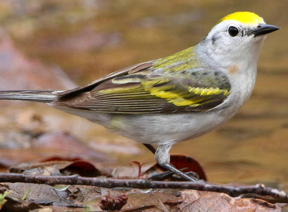 לא התאים להגדרה של אף אחד ממיני ההורים. הסבכי בן הכלאיים שהתגלה בפנסילבניה | צילום: לאוול ברקט