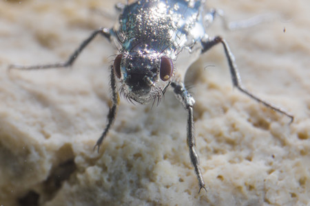 נאחז באוויר, בזכות השערות שעל גופו. הזבוב ובועות האוויר העוטפות אותו בעת הצלילה | צילום: Floris van Breugel / Caltech