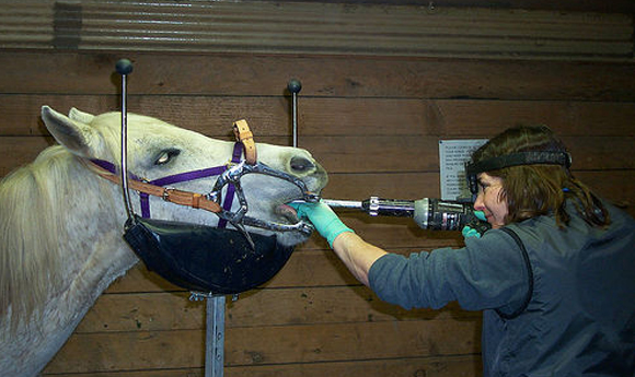 שיני חלב שאינן נושרות או שחיקה לא אחידה עלולות לגרום כאב. טיפול שיניים מודרני לסוס | צילום: ויקיפדיה, Stefan Isaacs