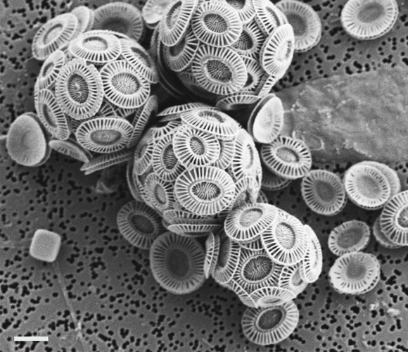 תאי פיטופלנקטון מוקפים בקוקוליטים, אורכו של פס קנה המידה: שני מיקרון | צילום: ד"ר דניאלה שץ, מכון ויצמן למדע