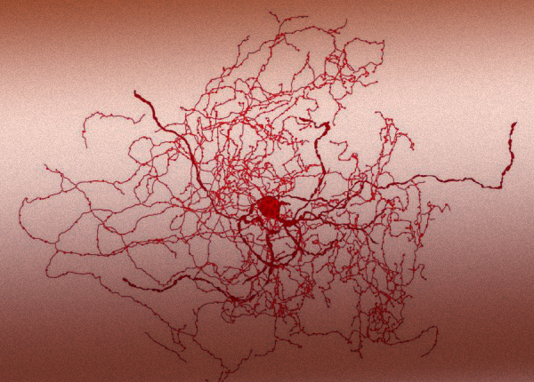 מעכב פעילות של תאים אחרים. הדמיית מחשב של תא עצב "פרי הוורד" במוח | מקור: מעבדת טאמאש, אוניברסיטת סגד