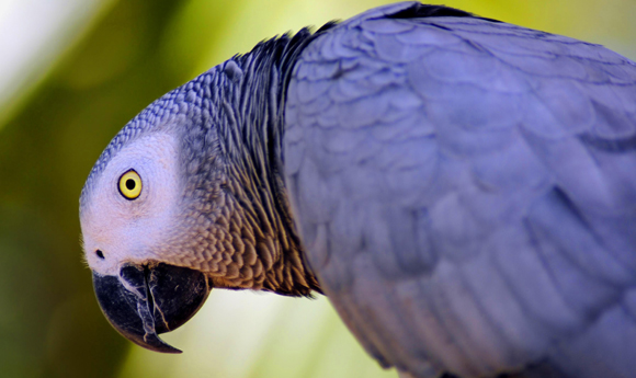 התוכים העדיפו איסמון שקונה מזון נחשק במקום לקבל מיד מזון סתמי. אפרור אפריקאי | צילום: Shutterstock