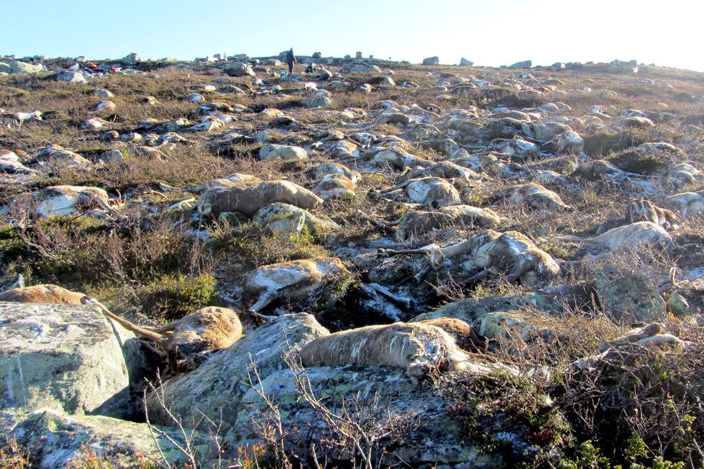 הפגרים גורמים לשינויים בהרכב אוכלוסיית החיות והצמחים בסביבתם. פגרי האיילים באתר בנורבגיה | צילום: סם סטייארט