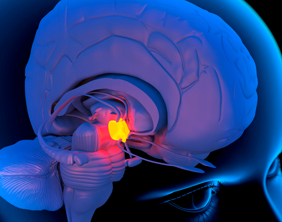 תאים במוח מסוגלים לחוש בעצמם את המחסור במים. ההיפותלמוס ומרכז הצמא במוח | איור: Science Photo Library