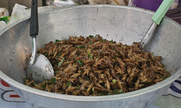 מזון עשיר בחלבון, ידידותי לסביבה וכנראה גם מועיל לחיידקי המעיים הטובים. חרקים למאכל | צילום: Shutterstock