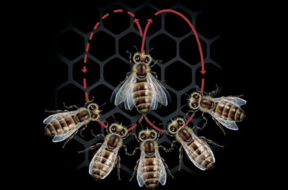 ריקוד הדבורה: הציר המרכזי מציין את כיוון הפרחים, משך הריקוד מעיד על מרחקם | איור: Science Photo Library
