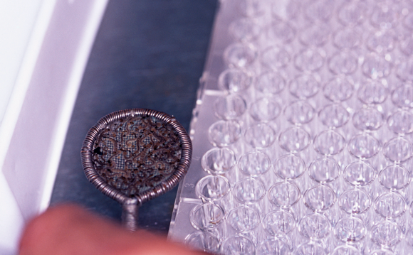 הטיפול המקומי ביתושים הביא לירידה של ממש בהדבקה במחלה. זחלי יתושים נגועים | צילום: Science Photo Library